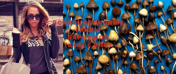 ПСИЛОЦИБИНОВЫЕ ГРИБЫ Арсеньев